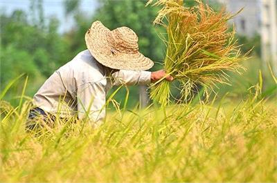 چرا دولت برنامه ای برای خرید برنج کشاورزان زحمت کش ندارد؟