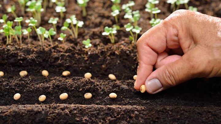 عبور از کم‌آبی با سلاح بذر هیبرید