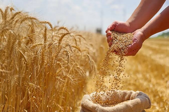 آغاز واریز مطالبات گندم‌کاران