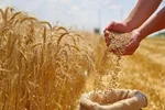 آغاز واریز مطالبات گندم‌کاران