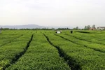 آغاز چین دوم چای در شمال کشور؛ تولید برگ سبز از ۵۰ هزار تن عبور کرد