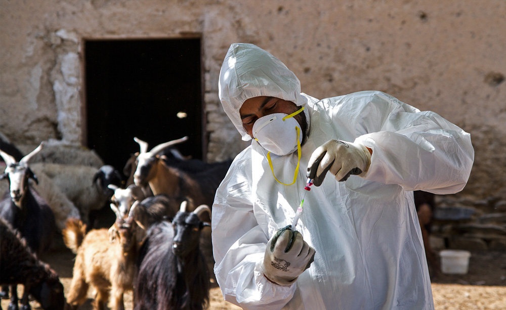 دکتر محمد زینلی: محصولات دام‌های مبتلا به تب برفکی وارد بازار نمی‌شود