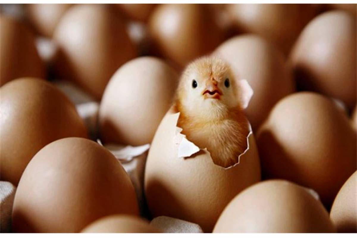 تجار عراق و افغانستان تخم مرغ ایران را سوزاندند