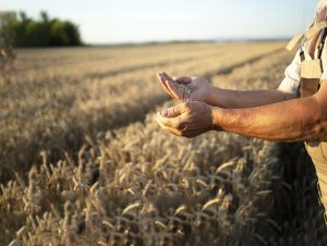 تأمین امنیت غذایی؛ رکن مهم اقتدار ملی