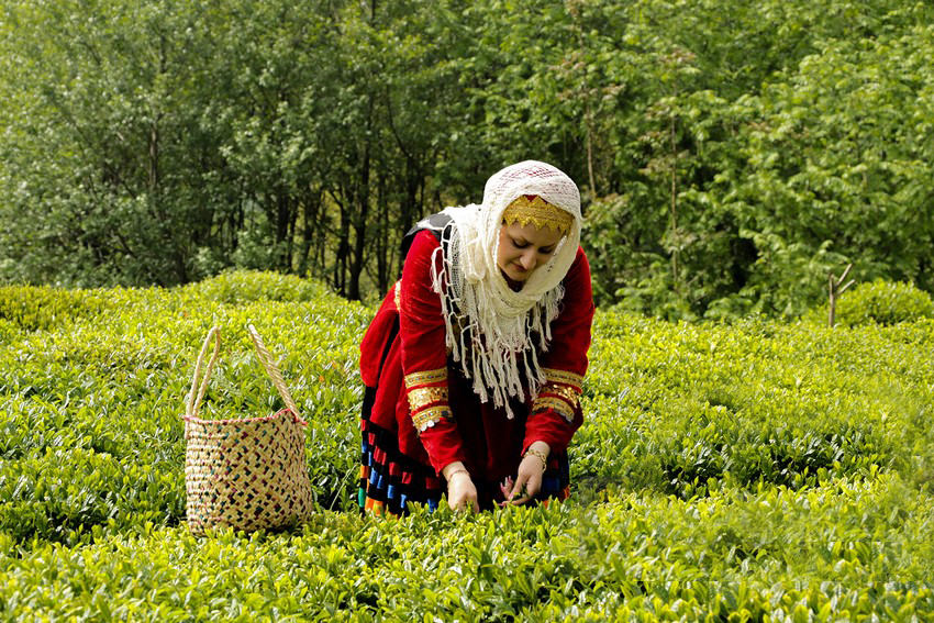 حمایت از صنعت چای ایرانی