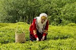 حمایت از صنعت چای ایرانی