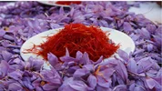 پتانسیل تولید هزارتن زعفران در کشور وجود دارد