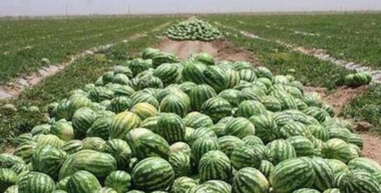 اولویت تأمین آب شرب است؛ کشت صیفی در جاسک متوقف می‌شود