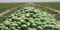 اولویت تأمین آب شرب است؛ کشت صیفی در جاسک متوقف می‌شود