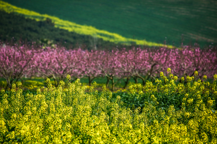 راهبردی جدید برای ارتقای امنیت غذایی