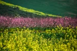 راهبردی جدید برای ارتقای امنیت غذایی