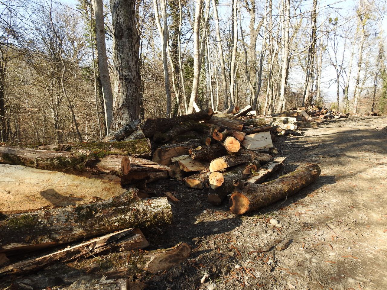 بازگشت کابوس به جنگل‌های هیرکانی