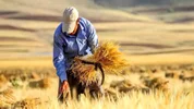 قیمت تضمینی گندم نباید زیر ۳۰ هزار تومان باشد