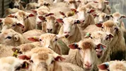 جهش ۵۶۰ درصدی قیمت دام زنده در ۵ سال گذشته