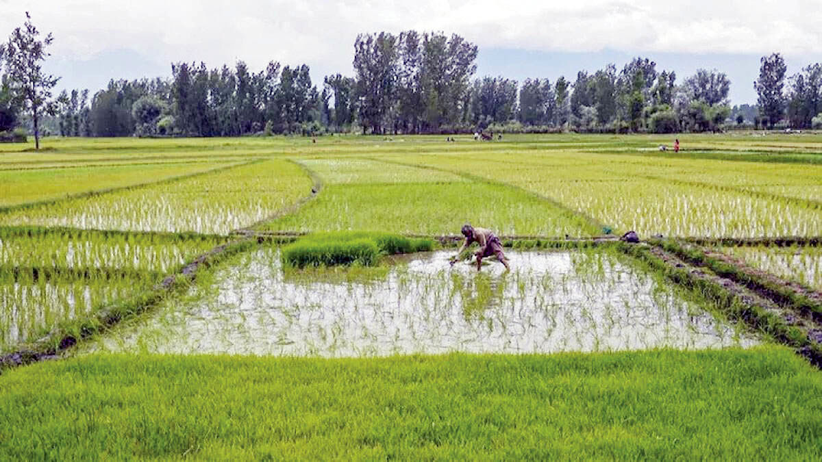 کاهش ۴۷ درصدی بارش‌ها در کهگیلویه و بویراحمد؛ کشت برنج ممنوع شد