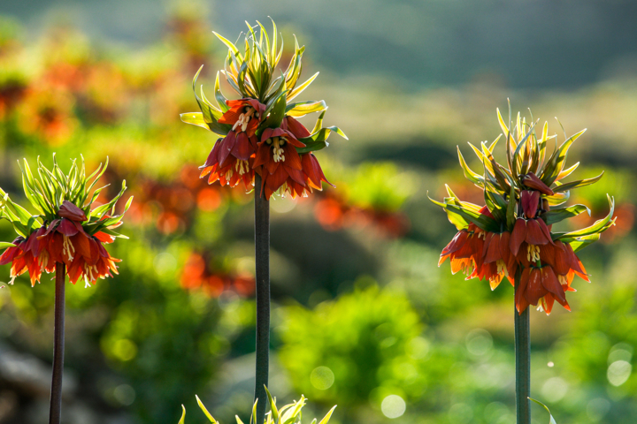 گنجینۀ سبز؛ شگفتی‌های گیاهان دارویی
