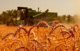 گندم؛ ستون اصلی امنیت غذایی کشور