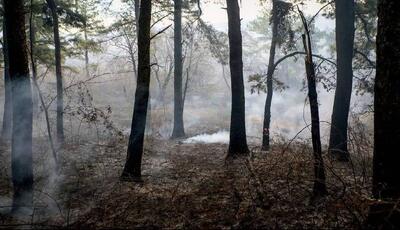 دستور قضایی برای توقیف پروژه‌های مخرب و جاده‌سازی غیرمجاز در جنگل‌های گلستان