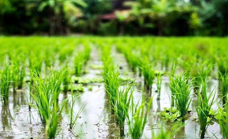 در جستجوی خودکفایی در تولید برنج