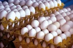 قیمت هر شانه تخم مرغ به ۲۸۰ هزارتومان رسید