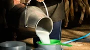 تولید شیرخام به بالای ۱۳ میلیون تن رسید