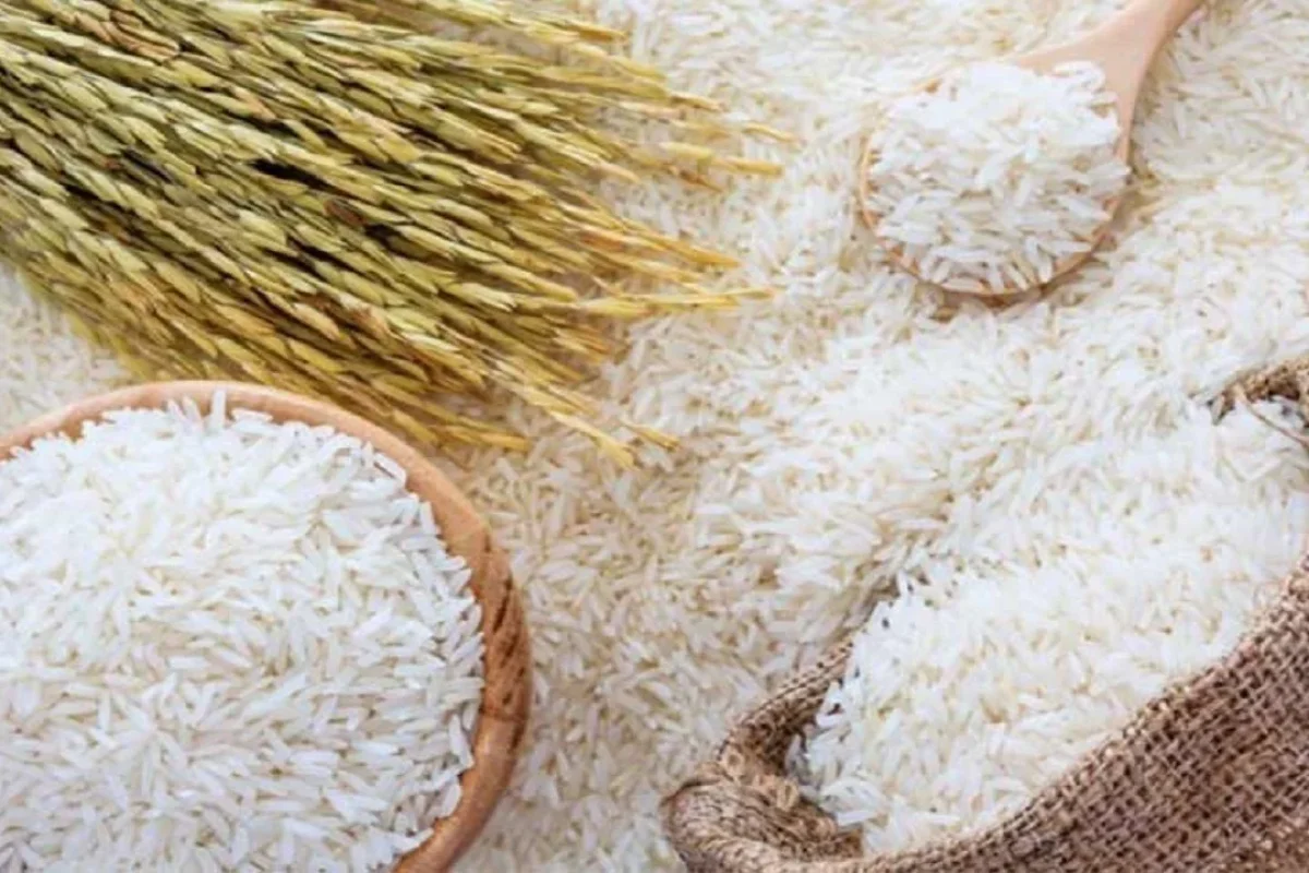 تولید برنج ۱۶ درصد افزایش یافت؛ تولید به ۲.۲ میلیون تن رسید