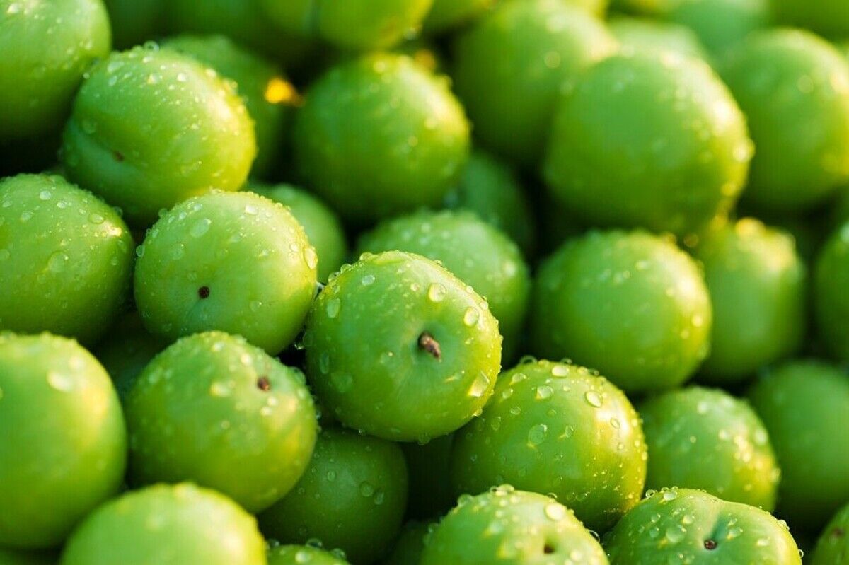 قیمت‌گذاری گوجه سبز نوبرانه در میادین میوه و تره‌بار تهران اعلام شد