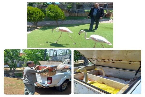 کشف قو و فلامینگو از منزل مسکونی در کرج