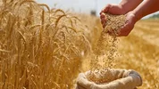 آغاز خرید تضمینی گندم با پرداخت علی‌الحساب