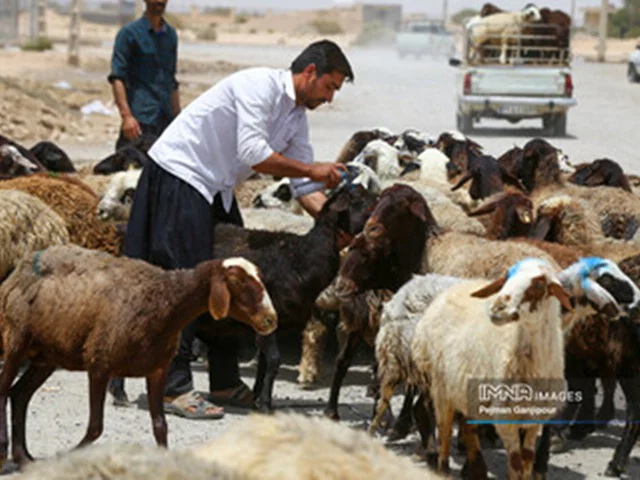 گوسفند و گوساله چند؟