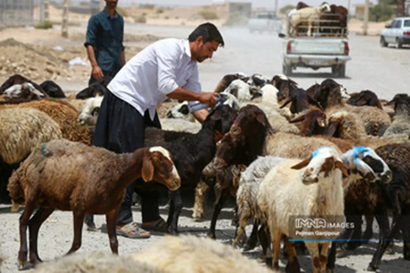 گوسفند و گوساله چند؟