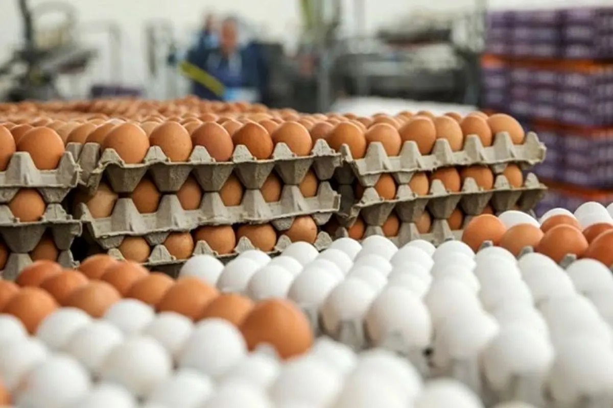 تخم‌مرغ‌ها آتش گرفتند؛ دودش به مجلس رسید