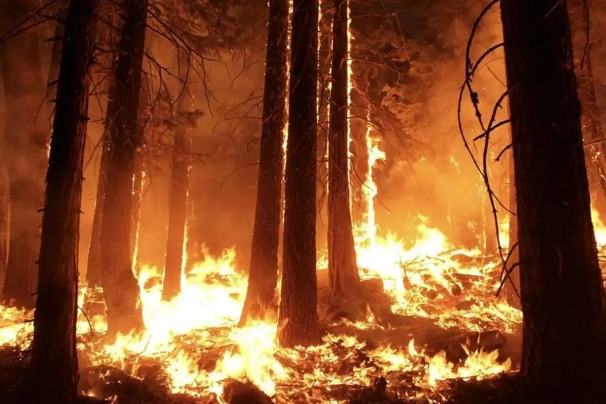فیلم| آتش‌سوزی گسترده جنگلی در شمال‌غرب ترکیه؛ آسمان به رنگ سرخ درآمد