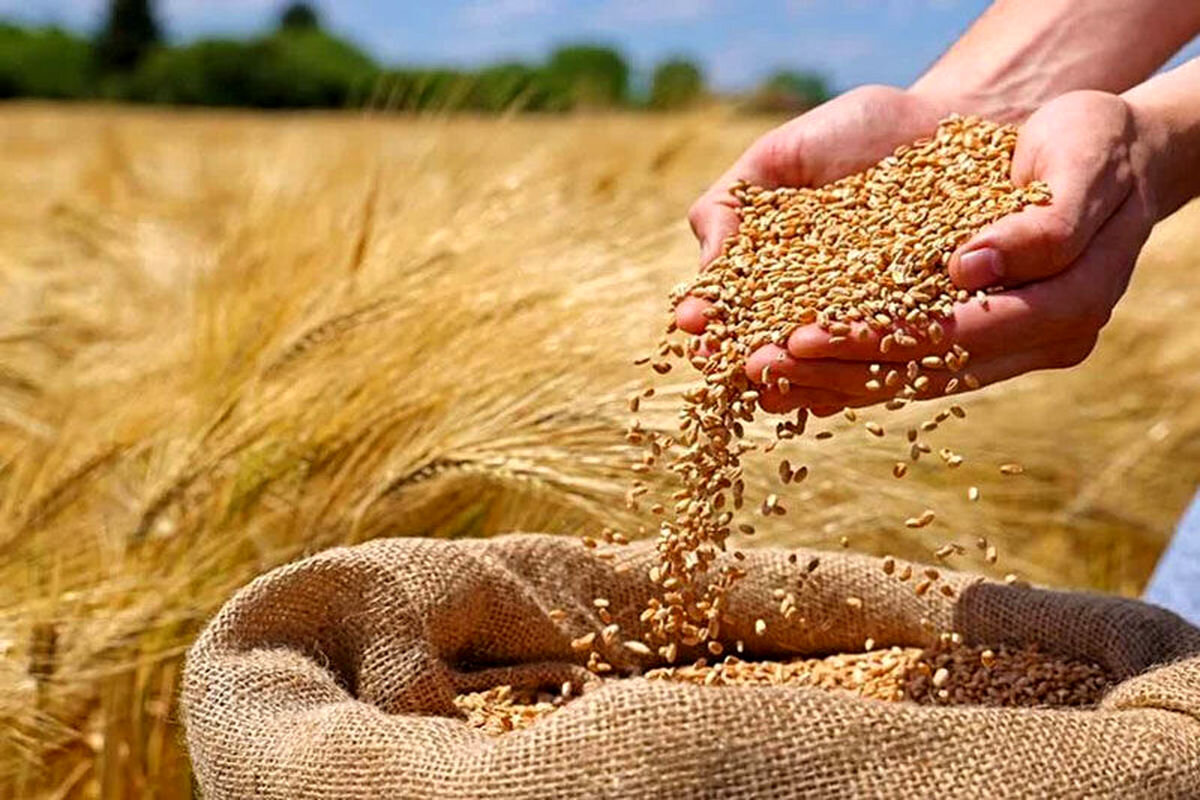نیمی از مطالبات گندمکاران پرداخت می‌شود