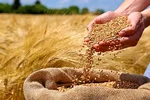 نیمی از مطالبات گندمکاران پرداخت می‌شود
