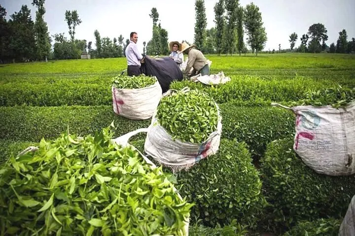 رئیس سازمان چای خبر داد؛ پایان برداشت برگ سبز در شمال کشور/ پرداخت ۸۳ درصد مطالبات