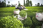 رئیس سازمان چای خبر داد؛ پایان برداشت برگ سبز در شمال کشور/ پرداخت ۸۳ درصد مطالبات