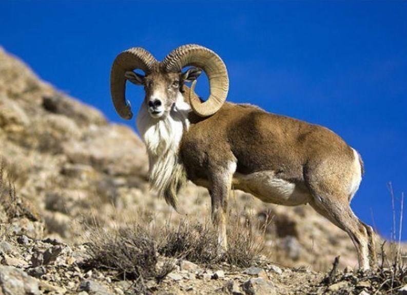 نجات ۲۴ راس قوچ و میش وحشی در بندرلنگه توسط اهالی محلی