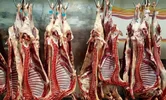 تولید گوشت قرمز ۱۸ درصد کاهش داشته است