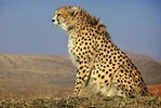 دیرینگی همزیستی پلنگ و یوز با ایرانی‌ها