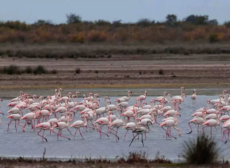 لغو مجوز پروژه پتروشیمی میانکاله توسط هیئت دولت