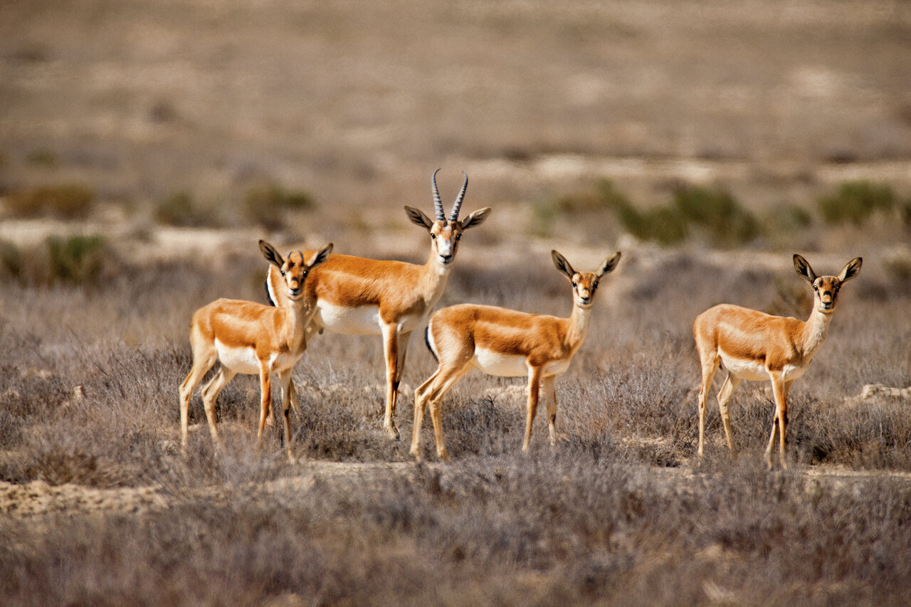 آب‌تنی گله‌ای آهوها؛ جلوه‌ای زیبا از حیات وحش جزیره لاوان(فیلم)