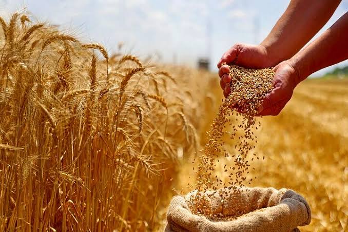 واردات گندم دامی با نرخ ۲۳۵ یورو آغاز شد