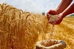 واردات گندم دامی با نرخ ۲۳۵ یورو آغاز شد