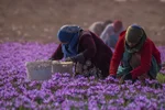 صادرات ۲۱۴ هزار تن زعفران در سال گذشته | موجودی انبارها به ۴۵ تن کاهش یافت