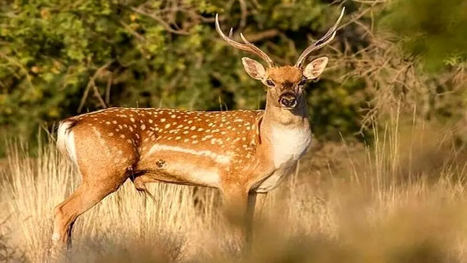 حدود ۴۰ گوزن زرد ایرانی در پارک ملی دز وجود دارد