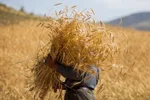 نوری قزلجه: بیش از ۹۵ درصد مطالبات گندم‌کاران پرداخت شد