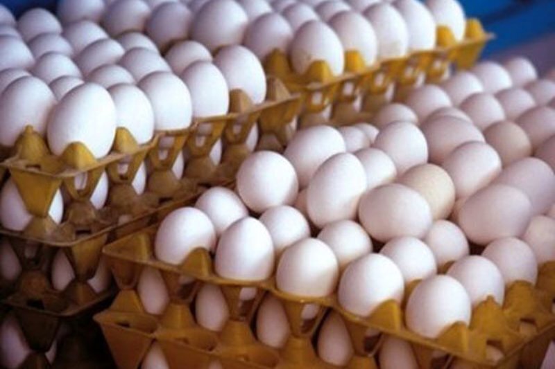 قیمت هر شانه تخم مرغ شناسنامه دار ۵۵۰ هزارتومان