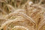 خرید تضمینی گندم از ۱۰ تا ۱۵ فروردین ماه جاری آغاز می شود