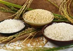 کاهش قیمت برنج در راه است